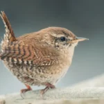 Observación de aves en Polonia
