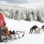 Paseos en trineo de perros en Polonia